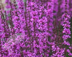 loosestrife