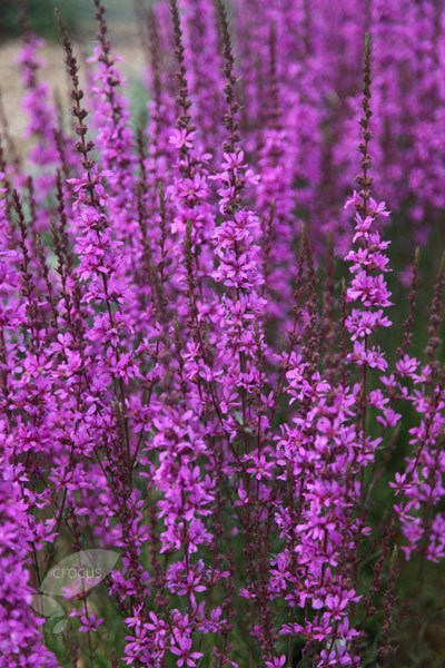 loosestrife loosestrife