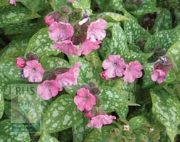 Pulmonaria 'Pink Haze' (PBR) (lungwort)