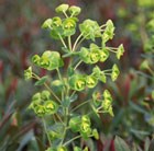 spurge