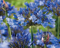 Agapanthus 'Sunfield' (African lily)