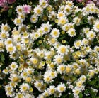 marguerite