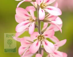 bridal wreath