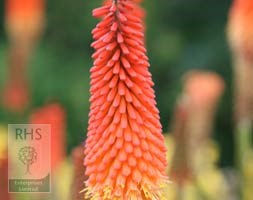 red hot poker