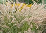 pheasant grass