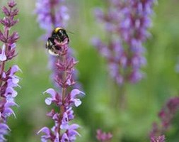 Salvia pratensis 'Indigo' (Salvia)