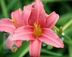 daylily