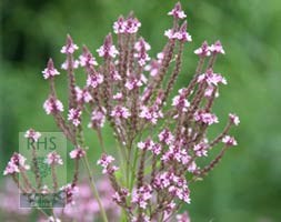 verbena
