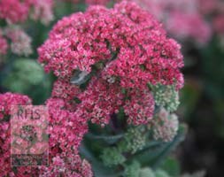 Stonecrop