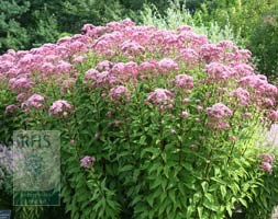 joe pye weed