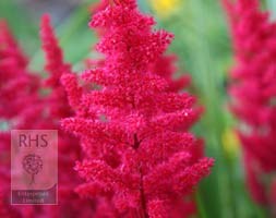 Astilbe 'Fanal' (x arendsii) (false goatsbeard)