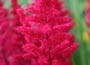 false goatsbeard