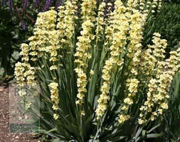 sisyrinchium