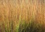 moor grass