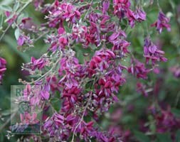 bush clover