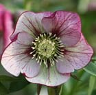 hellebore