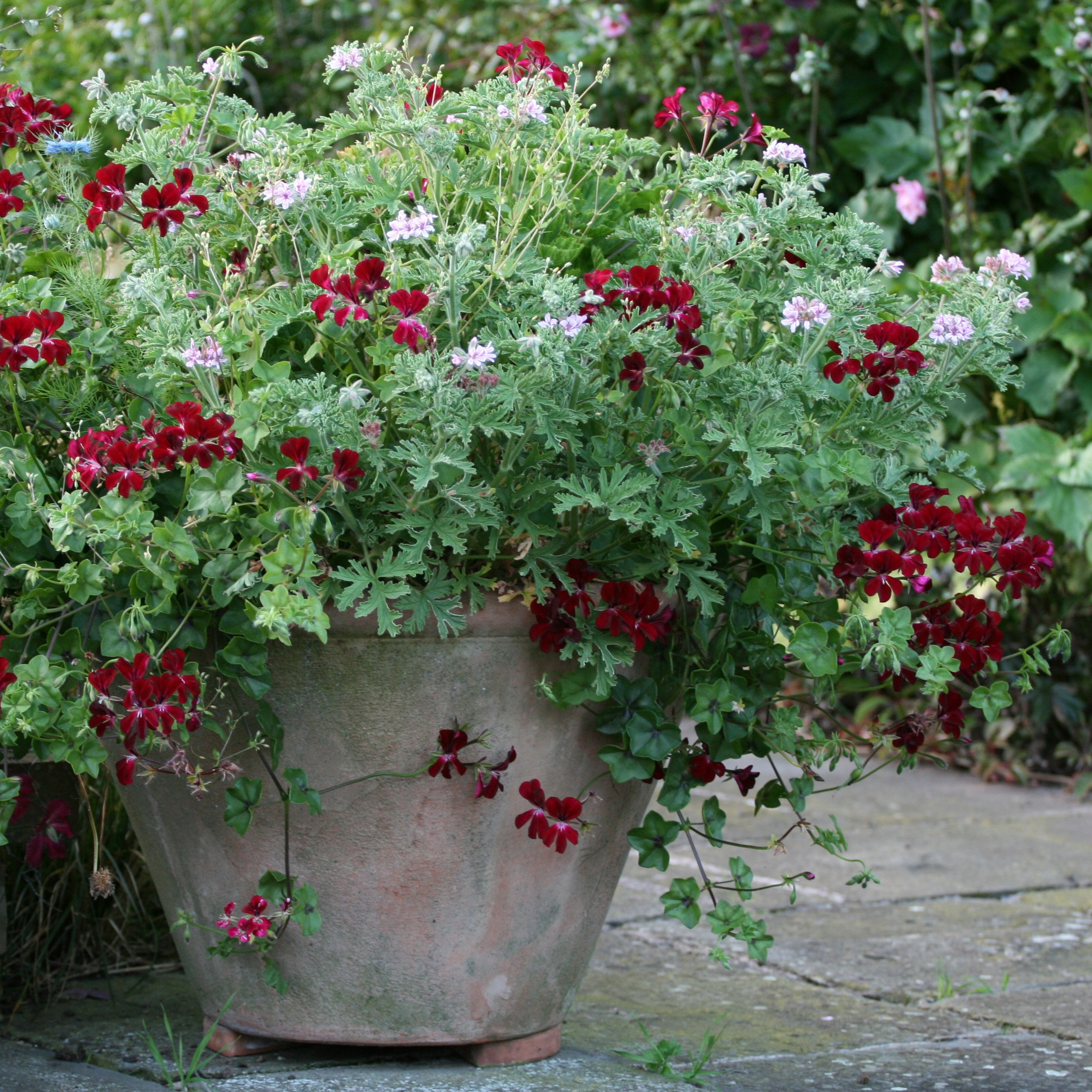 three ivy-leaved pelargoniums