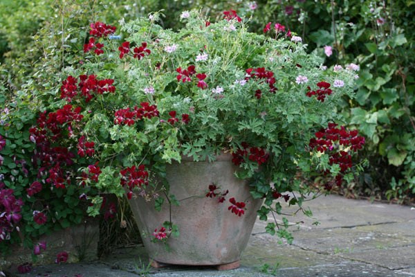 three ivy-leaved pelargoniums three ivy-leaved pelargoniums