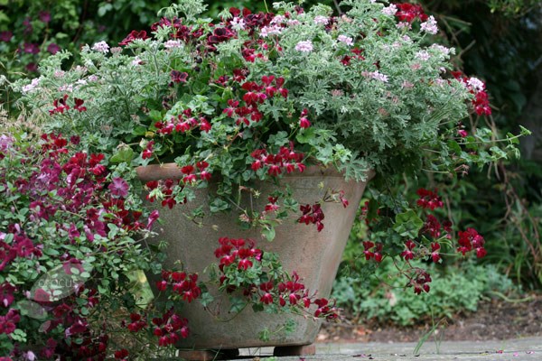 three ivy-leaved pelargoniums three ivy-leaved pelargoniums