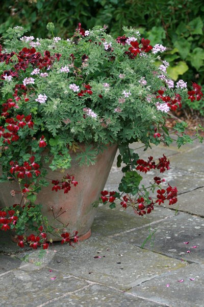 three ivy-leaved pelargoniums three ivy-leaved pelargoniums