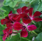 three pelargoniums