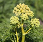 striped hemlock