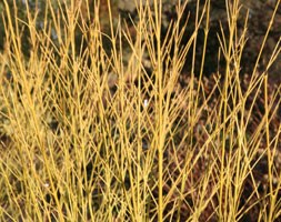 dogwood