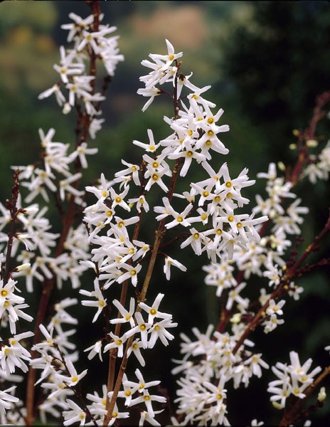 Flowering Spring Shrubs