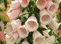 foxglove Suttons Apricot