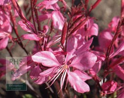 gaura