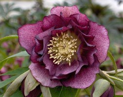 Helleborus x hybridus 'Double Ellen Red' (hellebore Double Ellen Red)