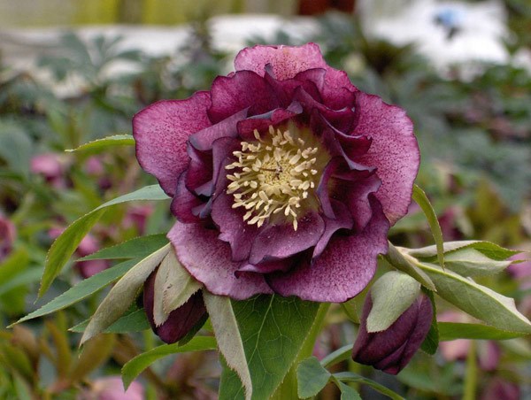 hellebore Double Ellen Red hellebore Double Ellen Red