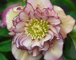 Helleborus x hybridus 'Double Ellen Picotee' (hellebore Double Ellen Picotee)