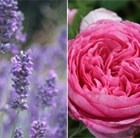 Rose and Lavander Collection