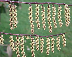 Stachyurus praecox 