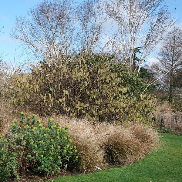early stachyurus