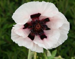 poppy