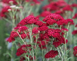 Achillea millefolium 'Red Velvet' (common yarrow)