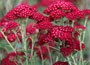 common yarrow