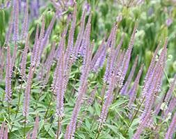 Veronicastrum virginicum 'Fascination' (culver's root)