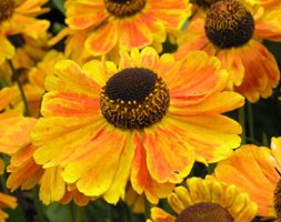 Helenium 'Sahin's Early Flowerer' (sneezeweed)