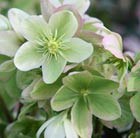 Christmas rose