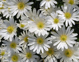 wood anemone bulbs