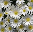 wood anemone bulbs