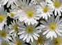 wood anemone