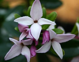 Daphne tangutica (daphne)