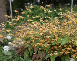 barrenwort
