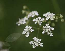 Anthriscus sylvestris (cow parsley)