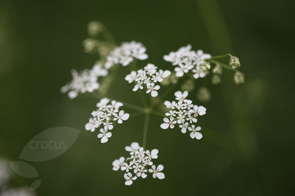 cow parsley cow parsley
