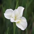 Siberian iris